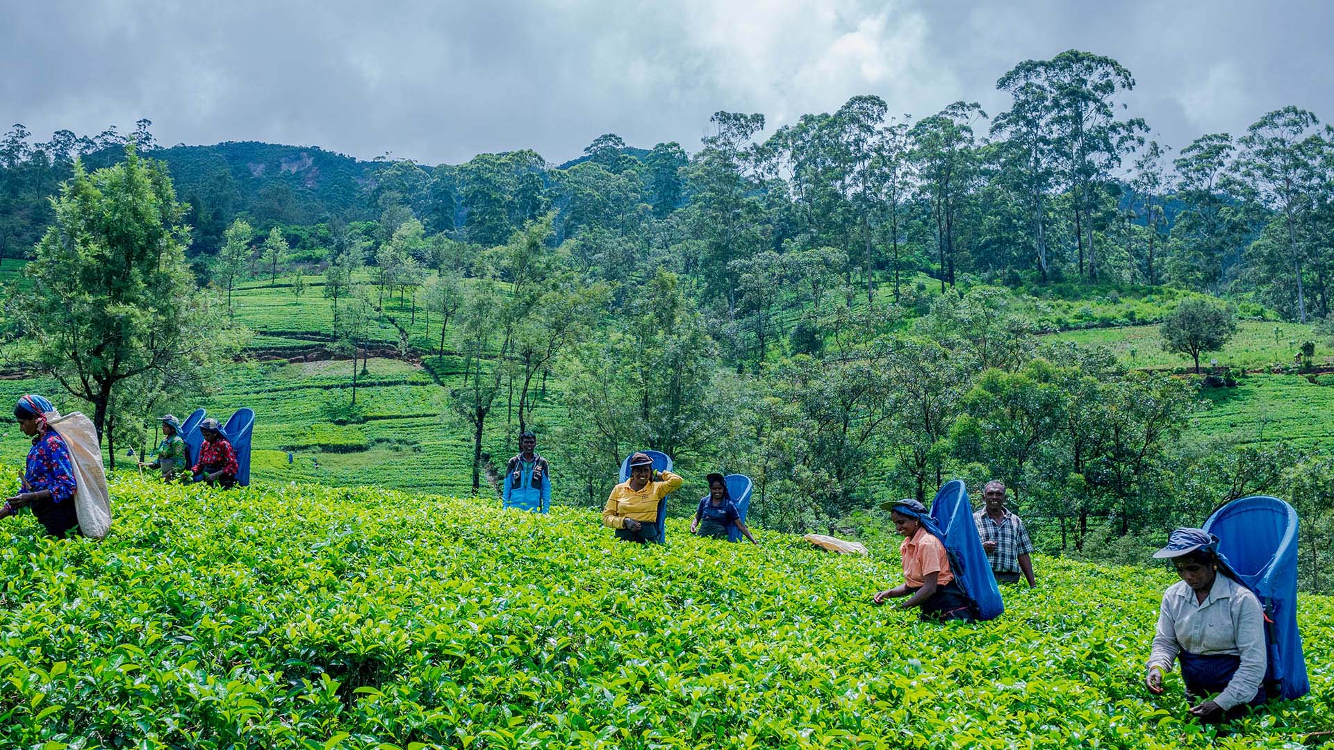 Thuruliya Tea Plantation