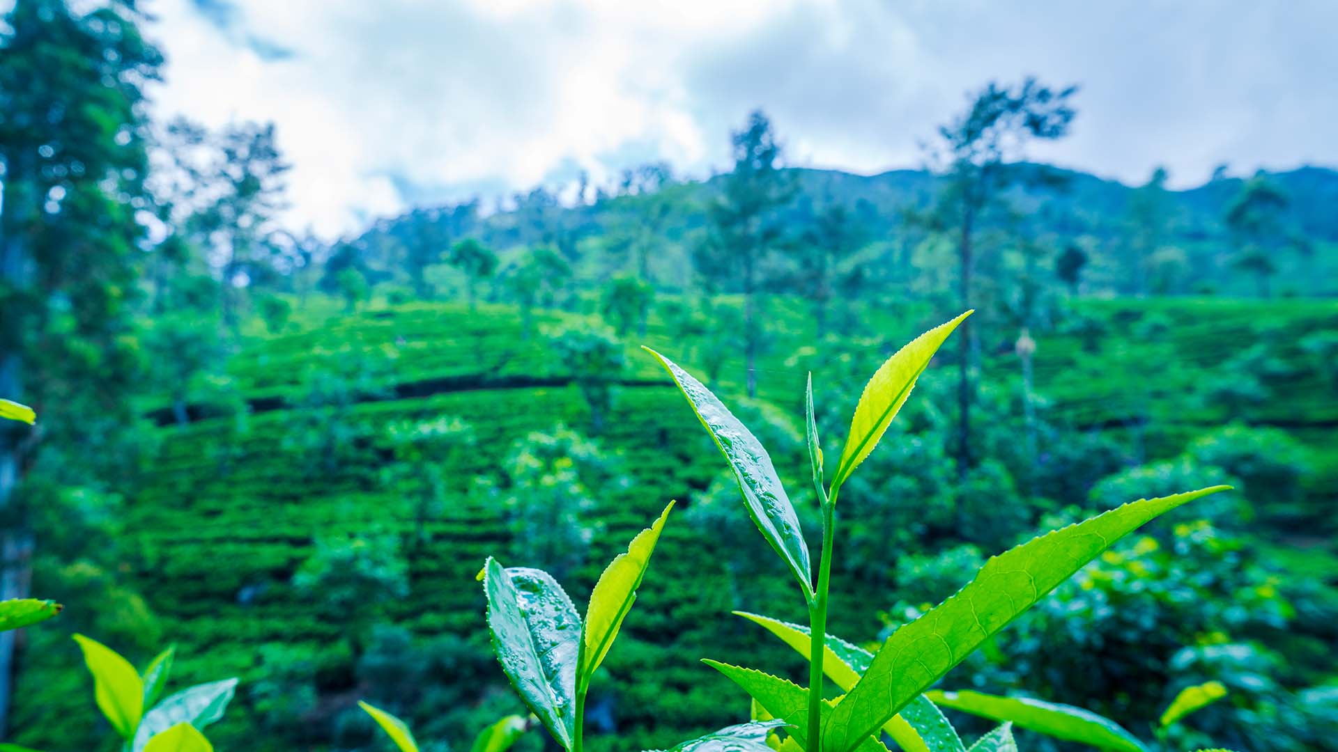 Thuruliya Tea Plantation