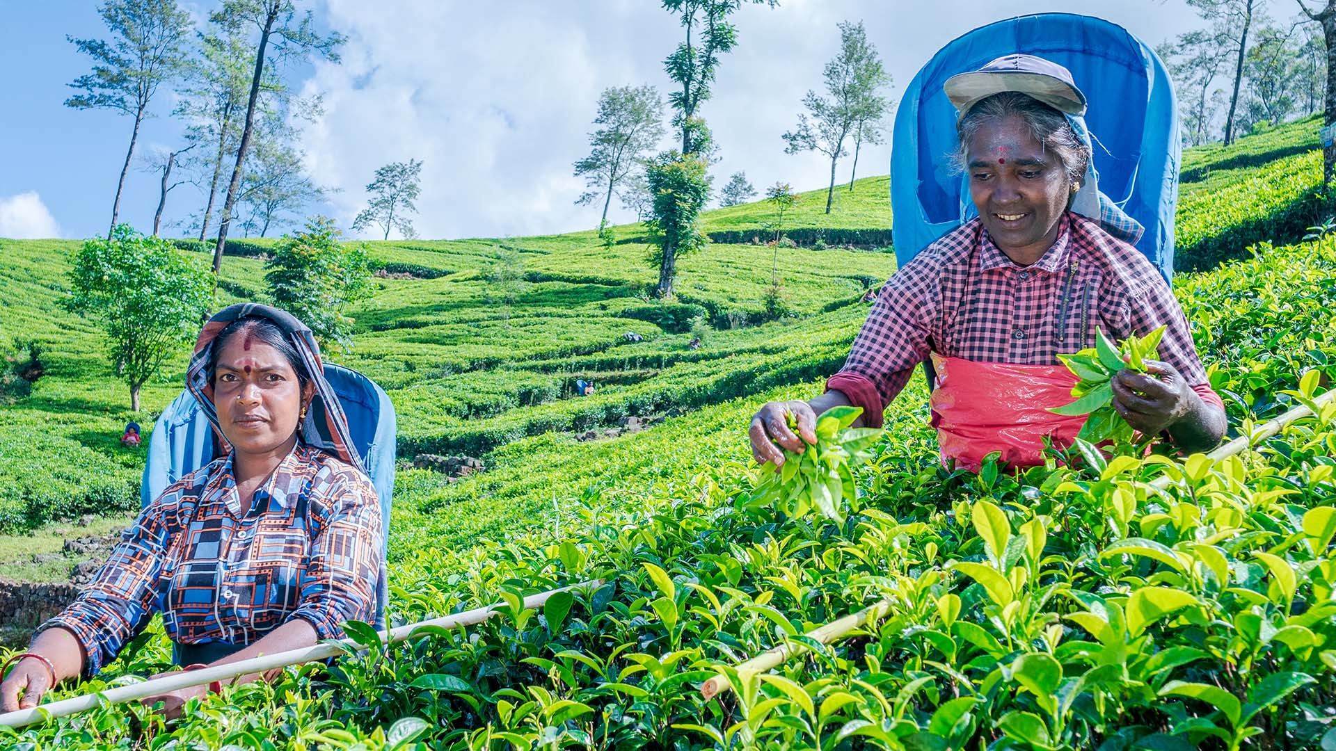 Thuruliya Tea Plantation