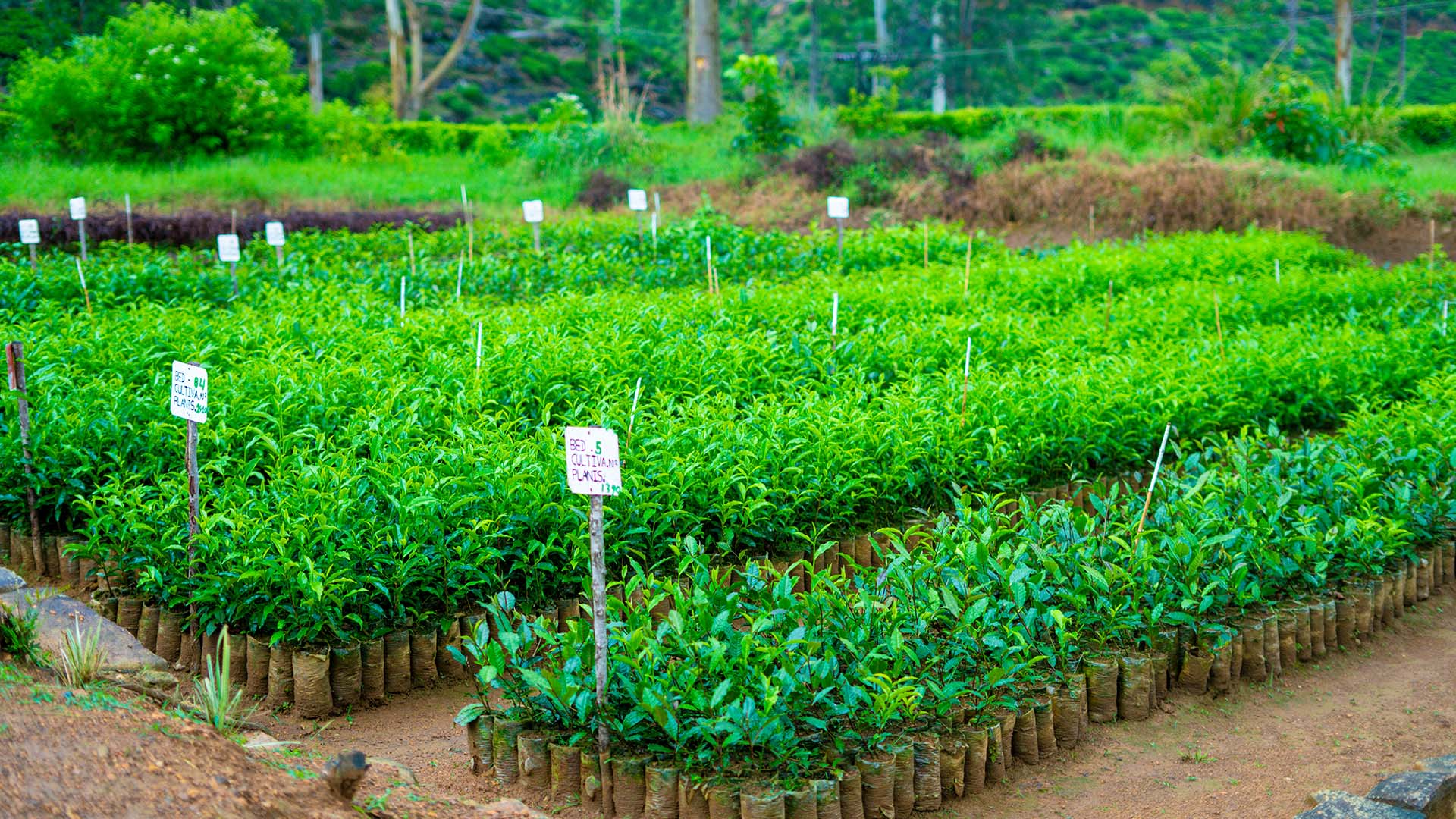 Thuruliya Tea Plantation