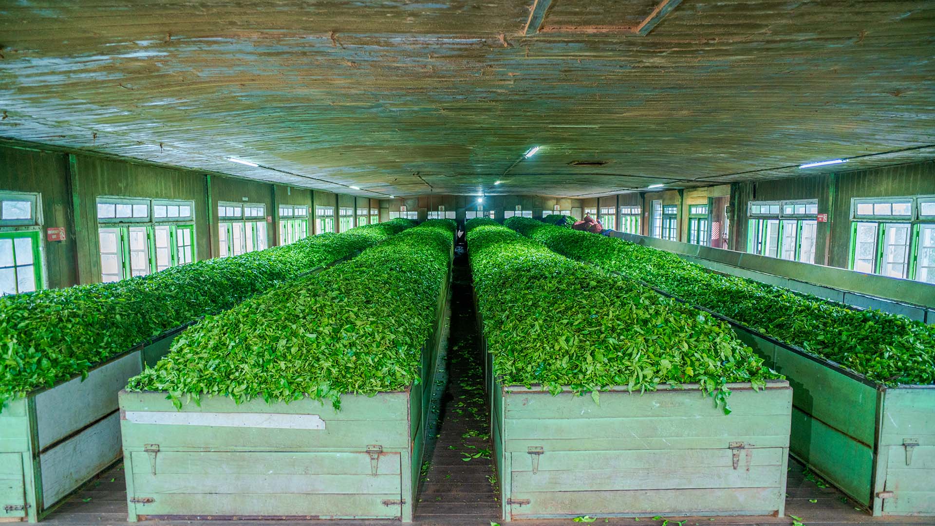 Thuruliya Tea Plantation